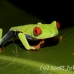 frog_tree_redeyed_tar_h_0581_cos0911.jpg